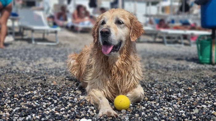 Giornata mondiale del cane festeggiata in spiaggia a Pietra Ligure