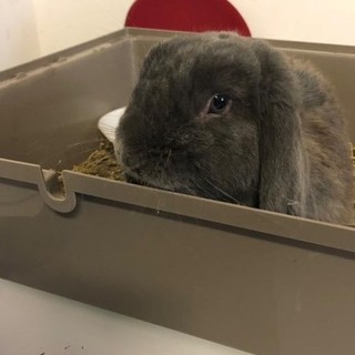 Come gestire consapevolmente un animale non convenzionale: l'Enpa organizza un incontro a Savona