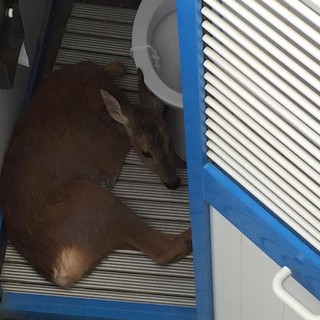 Finale Ligure, cucciolo di capriolo intrappolato in uno stabilimento balneare: soccorsi in atto