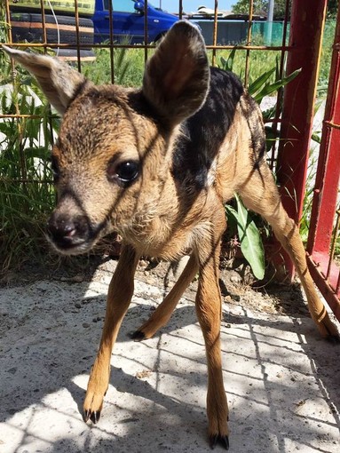 L'appello dell'Enpa: "Non toccate i caprioli"