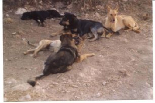 Finale: sul canile comunale, soffiano venti di guerra