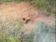Cinghiale ucciso e trascinato a Legino, Partito Animalista e Osservatorio Savonese: "Peste suina: alla faccia della biosicurezza"
