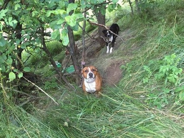 Cani abbandonati a Calizzano, lettera aperta al sindaco "Grazie per quanto fatto, ora denunciamo gli autori del gesto" Cani abbandonati a Calizzano, lettera aperta al sindaco "Grazie per quanto fatto, ora denunciamo gli autori del gesto"