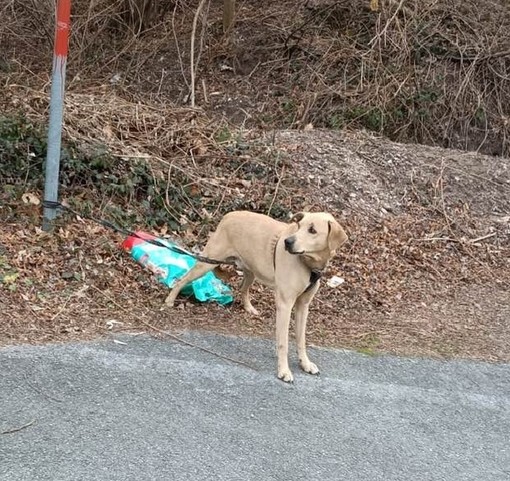 Bardineto, cane abbandonato legato a un palo con un sacco di croccantini: scatta la denuncia sui social