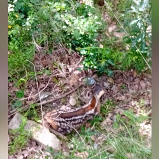 “Cuccioli selvatici, non toccateli”: l'appello delle guardie Gadit dopo il salvataggio di un capriolo ad Arnasco