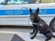 Savona, il cane poliziotto Rey in formazione a Torino per contrastare lo spaccio di stupefacenti