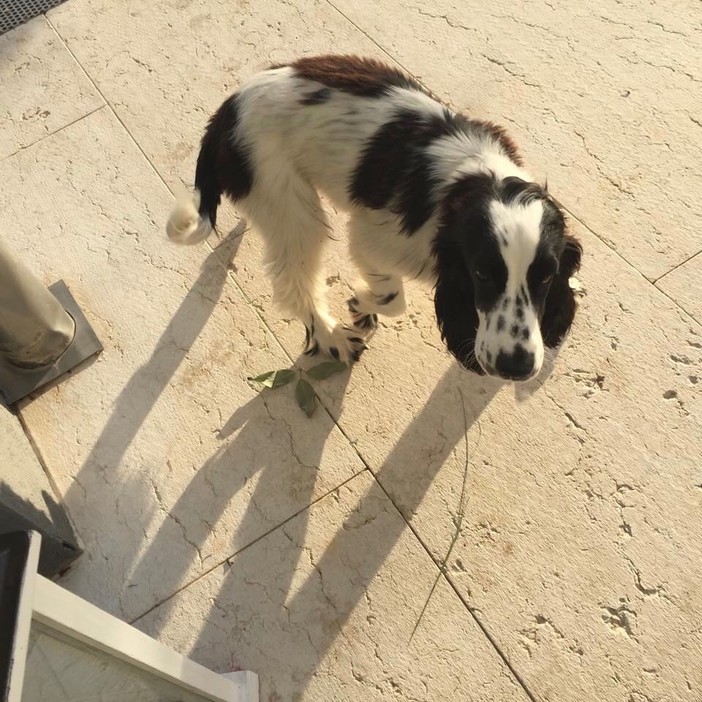 Smarrito cane ad Albisola Superiore: l'appello dei proprietari Smarrito cane ad Albisola Superiore: l'appello dei proprietari