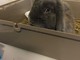 Cairo, la residenza "Baccino" sperimenta la Pet Therapy con l'adozione del coniglietto "Lucky" (FOTO)