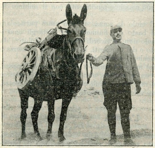 "Uomini e muli: compagni nella buona e nella cattiva sorte": a Cairo un incontro sulla Prima Guerra Mondiale "Uomini e muli: compagni nella buona e nella cattiva sorte": a Cairo un incontro sulla Prima Guerra Mondiale