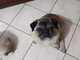 Cane smarrito a Calice Ligure: l'appello dei proprietari (FOTO) Cane smarrito a Calice Ligure: l'appello dei proprietari (FOTO)
