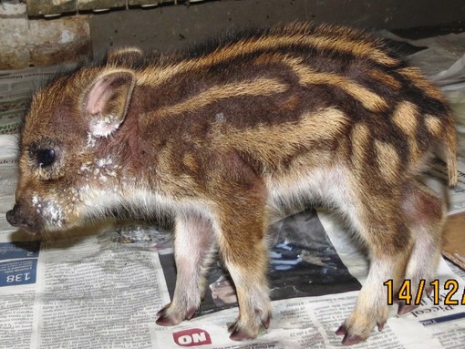 immagine di repertorio