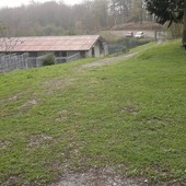 "Chiude il canile di Cairo e i cani rimasti saranno soppressi": l'appello sui social, ma è una fake news