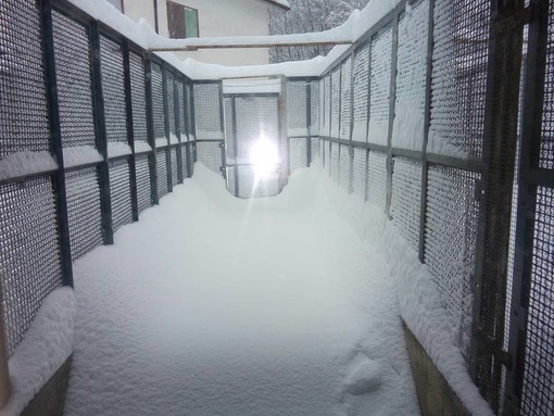 Il canile di Cairo è sommerso dalla neve, l'appello dei volontari: "Ci serve aiuto" (FOTO e VIDEO) Il canile di Cairo è sommerso dalla neve, l'appello dei volontari: "Ci serve aiuto" (FOTO e VIDEO)