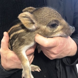 Alpicella, l'Enpa soccorre un cucciolo di cinghiale rimasto senza madre (VIDEO)
