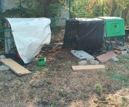 Quiliano, i cinghiali colpiscono nell'orto sociale "Tutti giù per terra": "Le nostre galline non ci sono più"