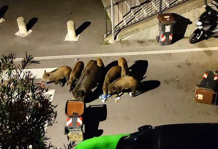 Incursioni di cinghiali nel centro di Spotorno, la minoranza: "Il Comune prenda delle iniziative per la sicurezza" Incursioni di cinghiali nel centro di Spotorno, la minoranza: "Il Comune prenda delle iniziative per la sicurezza"