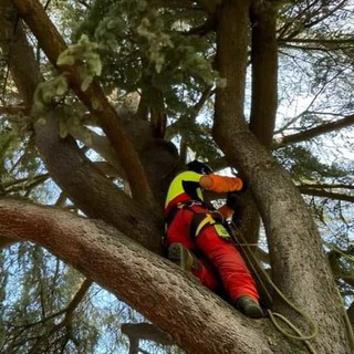 Cairo, verifiche in corso per il cedro di Piazza della Vittoria colpito da un fulmine: "Nessuna intenzione di abbatterlo"