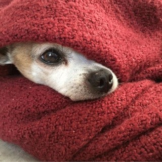 Domani raccolta cibo per gli animali del centro e sud Italia