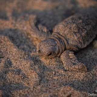 Foto dalla pagina Facebook di Delfini del Ponente Aps Foto dalla pagina Facebook di Delfini del Ponente Aps