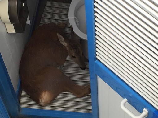 Finale Ligure, cucciolo di capriolo intrappolato in uno stabilimento balneare: soccorsi in atto