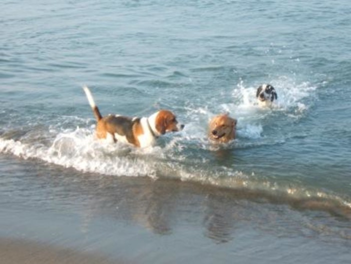 Loano attrezza le spiagge comunali per accogliere “l’amico a quattro zampe”. Loano attrezza le spiagge comunali per accogliere “l’amico a quattro zampe”.