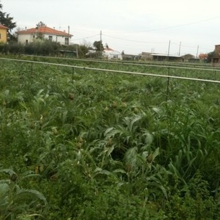 Furto di carciofi ad Ortovero: caccia al sospetto