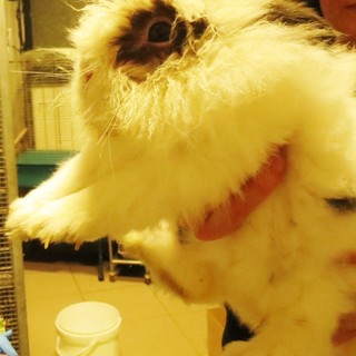 Abbandonato coniglio a Cairo: la denuncia dell'Enpa