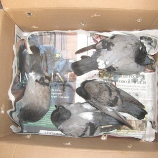 Enpa: nuovo avvelenamento di animali a Finale Ligure