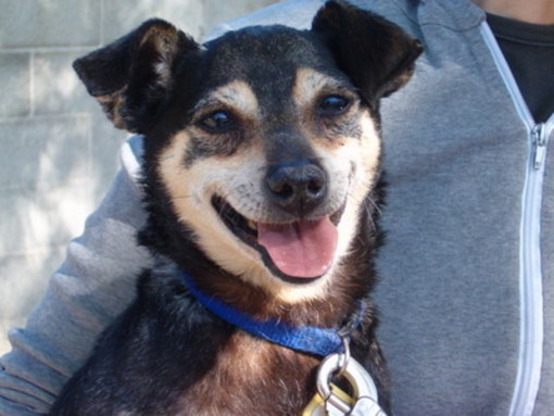 Finale: questa sera ai Chiostri "Cagnolando 2008" Finale: questa sera ai Chiostri "Cagnolando 2008"