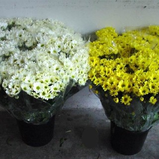 I vasi di fiori nel cimitero di Leca "non possono entrare": il racconto di un nostro lettore