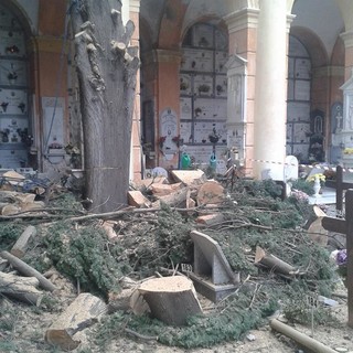 Leca d'Albenga, resti di albero sulle tombe ed esplode la polemica