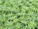 La marijuana light sostituirà le aromatiche nelle serre e nei campi di Albenga?