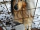 Una storia a lieto fine per i cinque cani di Bormida Una storia a lieto fine per i cinque cani di Bormida