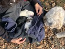 Cosseria, cuccioli abbandonati nei boschi: il Comune si farà carico delle spese