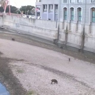 Savona, danno da mangiare agli animali alla foce del Letimbro, comandante Aloi: “È vietato dalla carta etica”