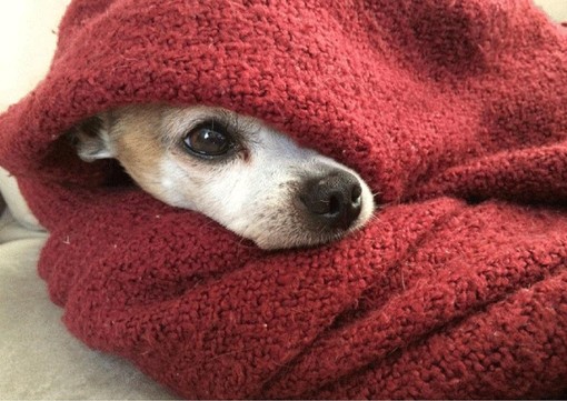 Domani raccolta cibo per gli animali del centro e sud Italia Domani raccolta cibo per gli animali del centro e sud Italia
