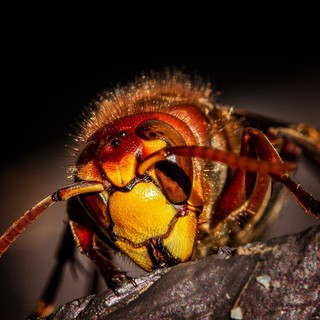 Dego, punta da un calabrone in casa: donna ricoverata in shock anafilattico