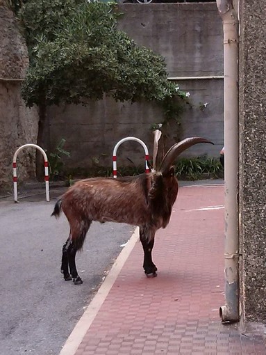 Montone a spasso per le vie di Finale: intervento della Polizia Municipale Montone a spasso per le vie di Finale: intervento della Polizia Municipale