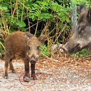 OSA: "Le battute di caccia in corso rischiano di favorire la diffusione della peste suina in territori finora indenni" OSA: "Le battute di caccia in corso rischiano di favorire la diffusione della peste suina in territori finora indenni"