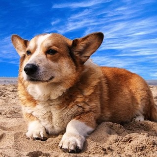 Varigotti, il 2 agosto passerella canina in piazza Gina Lagorio