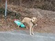 Bardineto, cane abbandonato legato a un palo con un sacco di croccantini: scatta la denuncia sui social