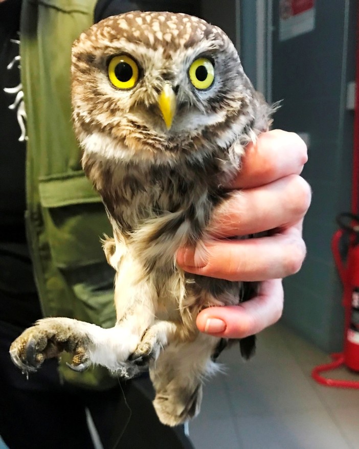 Savona, civetta resta bloccata nel vano di un ascensore: soccorsa dall'Enpa Savona, civetta resta bloccata nel vano di un ascensore: soccorsa dall'Enpa