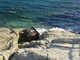 Varazze: cassonetto dei rifiuti finisce sugli scogli Varazze: cassonetto dei rifiuti finisce sugli scogli