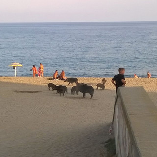 Savona: altri 19 cinghiali, pericolosamente vicino ai bambini