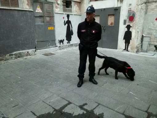 Il cane "Joy" setaccia i vicoli di Albenga: droga dissotterrata dai vasi e sequestrata