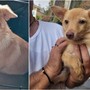 Savona, trovata una cagnolina senza microchip in via Famagosta: si cerca il proprietario Savona, trovata una cagnolina senza microchip in via Famagosta: si cerca il proprietario