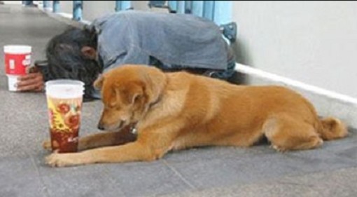 Il cucciolo "funziona" sempre