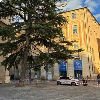 Savona, transennato il cedro in piazza Duomo. Parodi: "Avviate verifiche sulla salute della pianta"