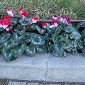 Borghetto S. Spirito, acquistati 200 ciclamini per sostenere la Campagna Nastro Rosa di Airc Borghetto S. Spirito, acquistati 200 ciclamini per sostenere la Campagna Nastro Rosa di Airc