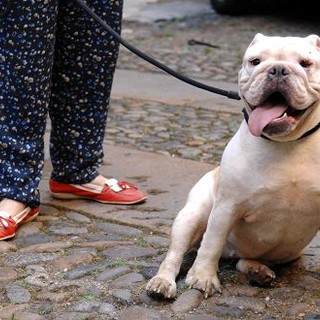 Ad Alassio troppi cani senza guinzaglio, Cassarino: "Chiederò alla Polizia Municipale di intervenire"